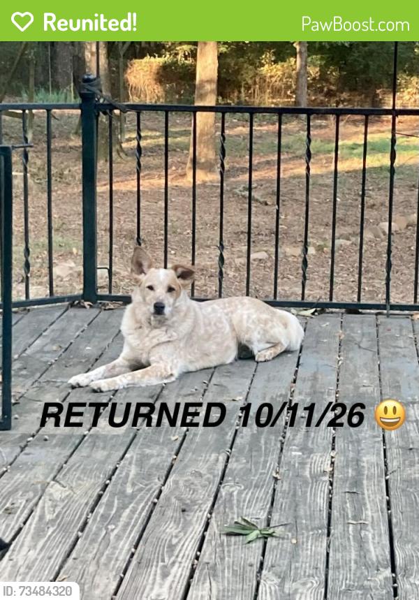 Reunited Female Dog last seen Between Richland Hills Dr and the golf course behind it, Conway, AR 72034