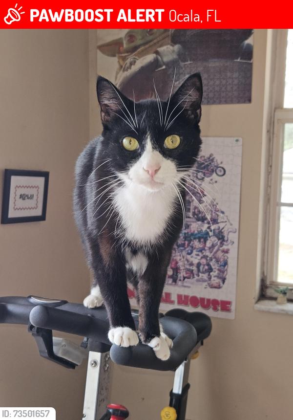 Lost Male Cat last seen Juniper Trail Lane and Juniper Trail Loop. Not far from Legacy Elementary School., Ocala, FL 34480