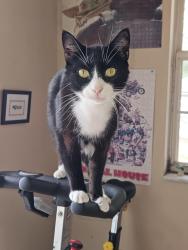 Lost Male Cat last seen Juniper Trail Lane and Juniper Trail Loop. Not far from Legacy Elementary School., Ocala, FL 34480