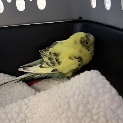 Shelter Stray Unknown Other last seen , 99 Victor Rd, Fairport, NY 14450, USA