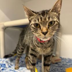 Shelter Stray Female Cat last seen , 3607 N Armenia Ave, Tampa, FL 33607, USA
