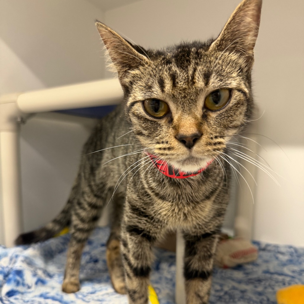 Shelter Stray Female Cat last seen , 3607 N Armenia Ave, Tampa, FL 33607, USA