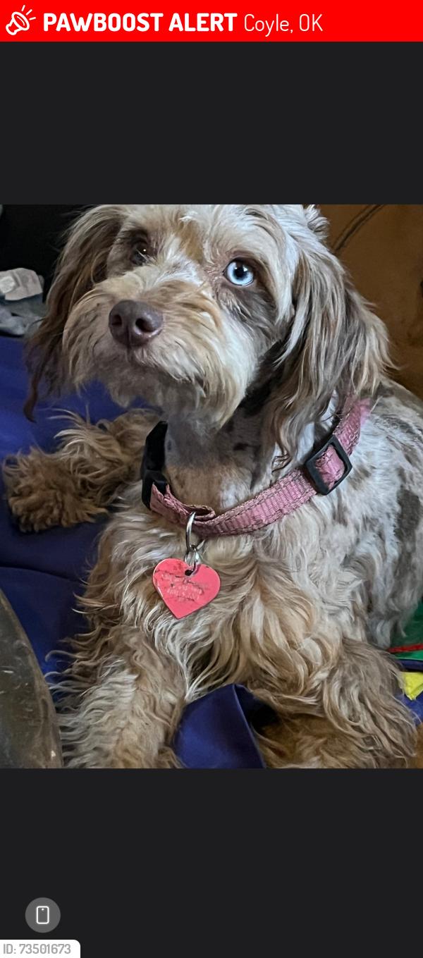 Lost Female Dog last seen Cr73, Coyle, OK 73027