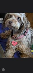 Lost Female Dog last seen Cr73, Coyle, OK 73027