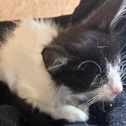 Shelter Stray Male Cat last seen , 3428 S Jenkins Ave, Norman, OK 73072, USA