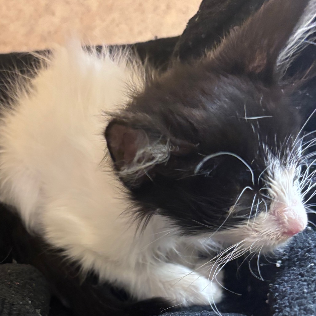 Shelter Stray Male Cat last seen , 3428 S Jenkins Ave, Norman, OK 73072, USA
