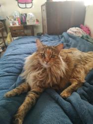 Reunited Female Cat last seen Between W Lurelane St & W Chaparral St, Rialto, CA 92376