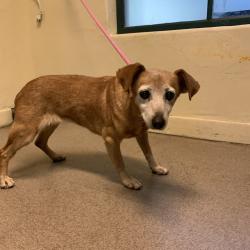 Shelter Stray Female Dog last seen , 361 S Raymond Ave, Pasadena, CA 91105, USA