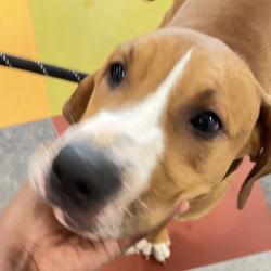 Shelter Stray Male Dog last seen , Animal Care & Control Team of Philly, 111 W Hunting Park Ave, Philadelphia, PA 19140, USA