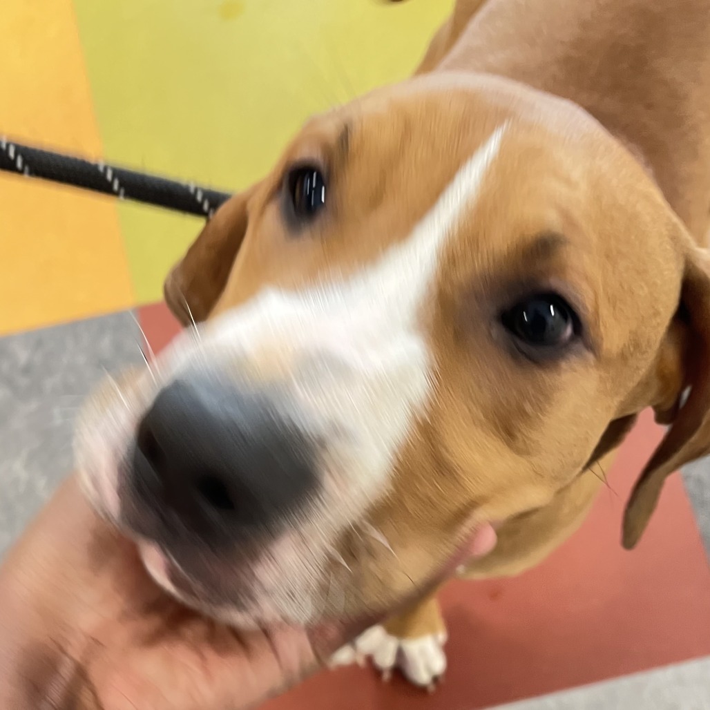 Shelter Stray Male Dog last seen , Animal Care & Control Team of Philly, 111 W Hunting Park Ave, Philadelphia, PA 19140, USA