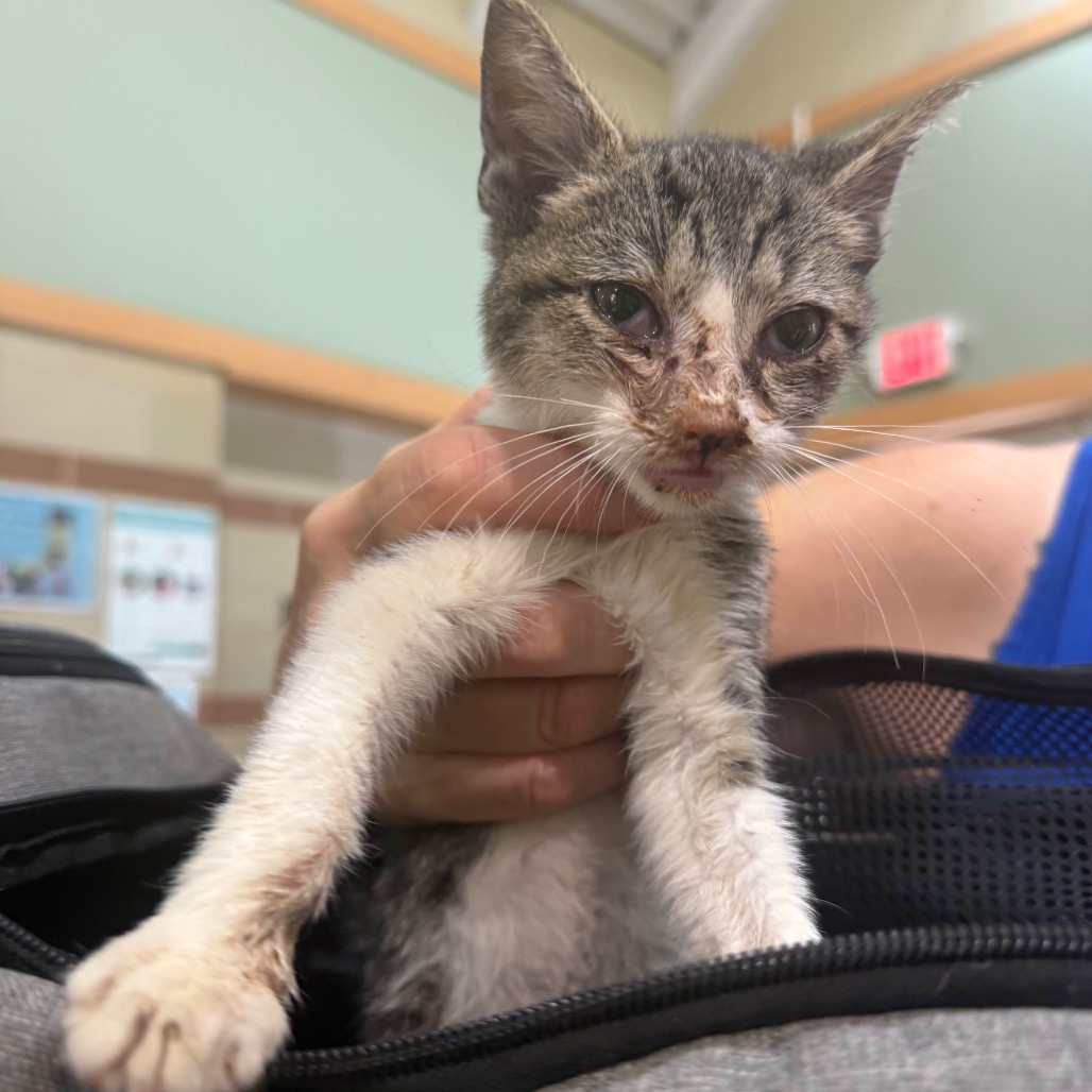 Shelter Stray Male Cat last seen , 5570 Sturmer Park Cir, Winston-Salem, NC 27105, USA