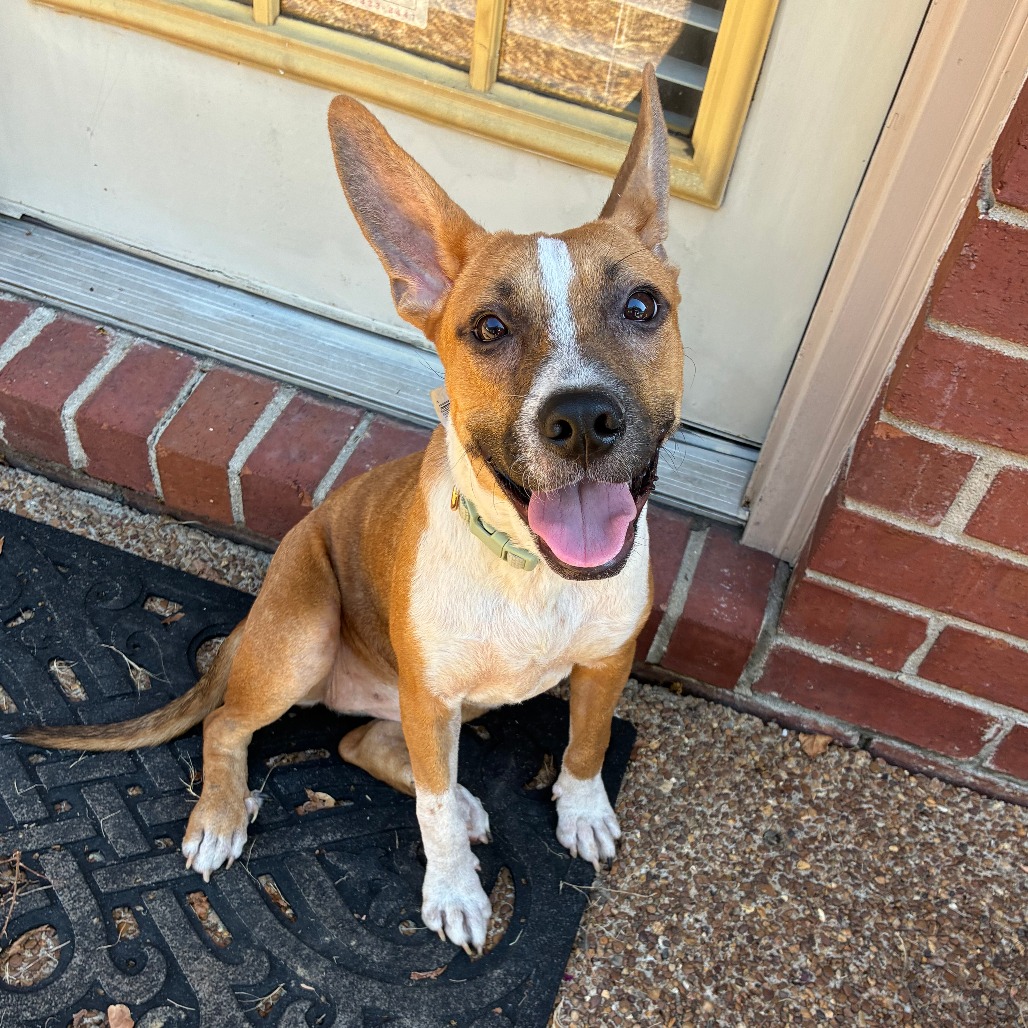 Shelter Stray Female Dog last seen , 2350 Appling City Cove, Memphis, TN 38133, USA