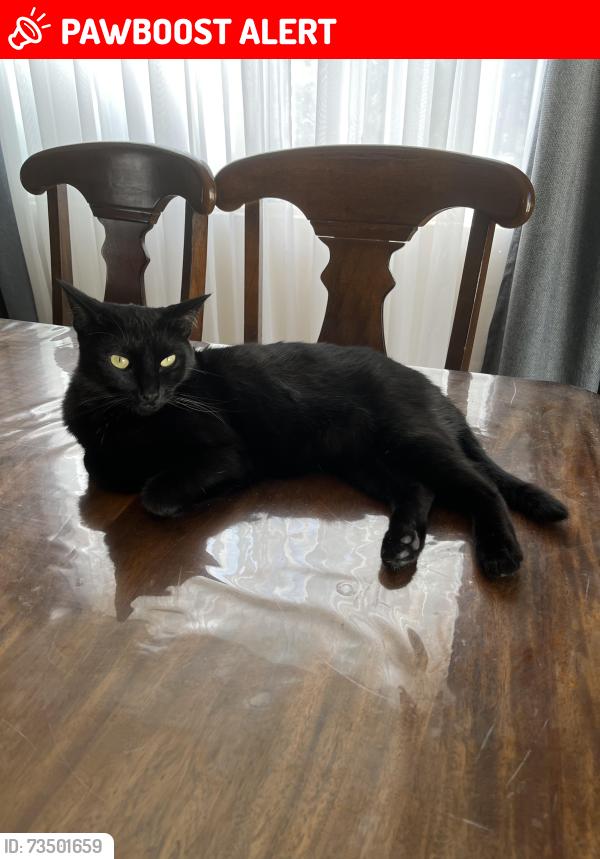 Lost Female Cat last seen Fairmount and Glenwood, La Crescenta-Montrose, CA 91214
