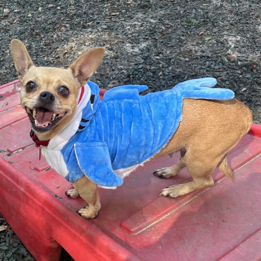 Shelter Stray Female Dog last seen , 5287 Covington Hwy, Decatur, GA 30035, USA