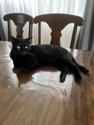 Lost Female Cat last seen Fairmount and Glenwood, La Crescenta-Montrose, CA 91214