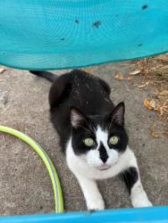 Reunited Male Cat last seen Wishaw terrace, Edinburgh, Scotland EH7 6AF