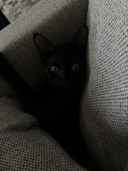Reunited Female Cat last seen Near Baird Farm & Stoneway Dr, Arlington, TX 76006