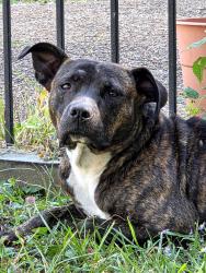 Found/Stray Female Dog last seen Central Ave near Tiger Stadium, Memphis, TN 38114