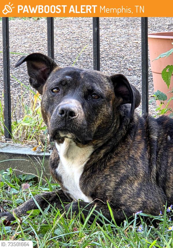 Found/Stray Female Dog last seen Central Ave near Tiger Stadium, Memphis, TN 38114
