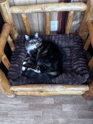 Reunited Male Cat last seen By the dollar general, Knoxville, TN 37924