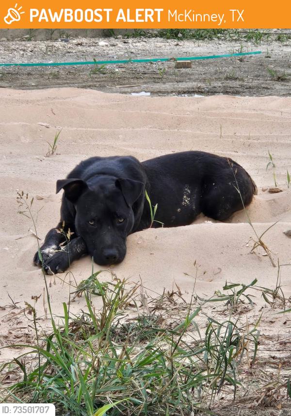 Found/Stray Male Dog last seen Erwin Farms in McKinney, Texas, McKinney, TX 75071