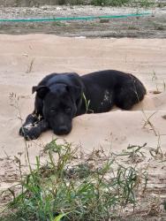 Found/Stray Male Dog last seen Erwin Farms in McKinney, Texas, McKinney, TX 75071