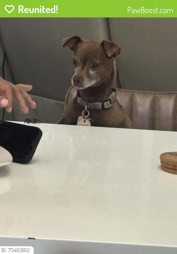 Reunited Female Dog last seen Hualapai and Cheyenne, Las Vegas, NV 89129