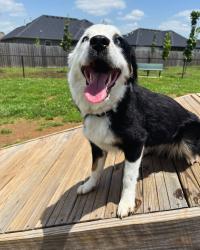 Reunited Female Dog last seen Bentonville West high school, Centerton, AR 72719