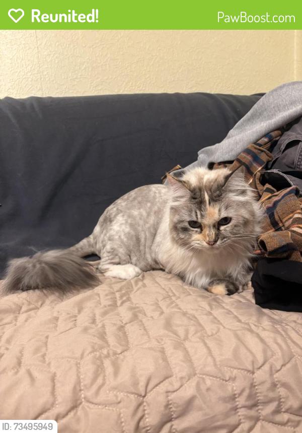 Reunited Unknown Cat last seen Dunham Park, Harwood Heights, IL 60706