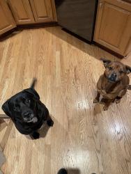 Reunited Female Dog last seen Near Old Us Highway 70 W near Pinehollow Golf Course, Clayton, NC 27520
