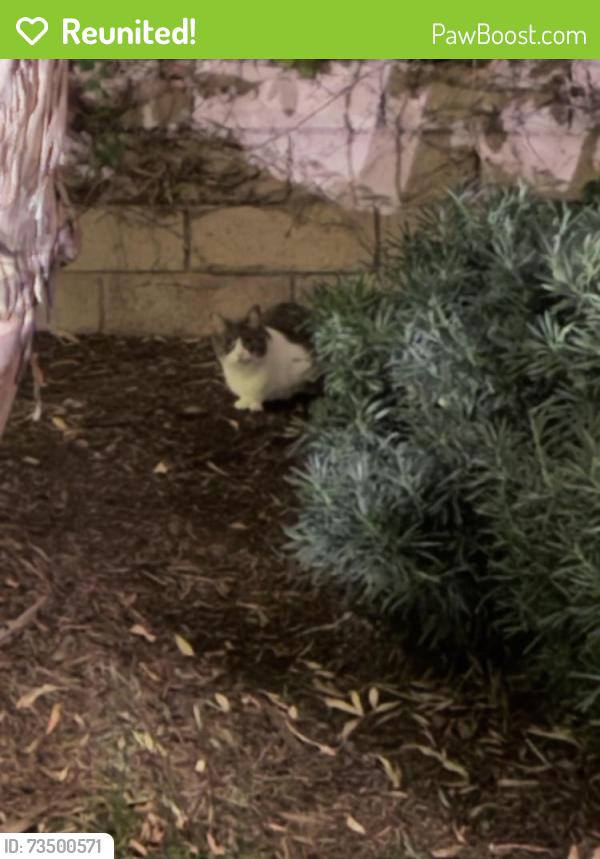 Reunited Unknown Cat last seen Near Holloway St, Thousand Oaks, CA 91320, Verenigde Staten, Thousand Oaks, CA 91320