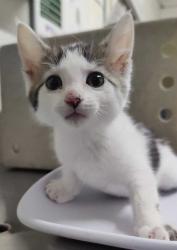Shelter Stray Female Cat last seen Near Daley Ave, Layton, UT 84041, USA, 1422 E 600 N, Fruit Heights, UT 84037, USA