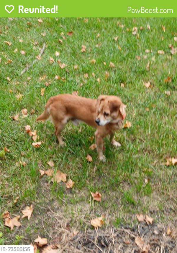 Reunited Male Dog last seen 71st Westland, Indianapolis, IN 46268