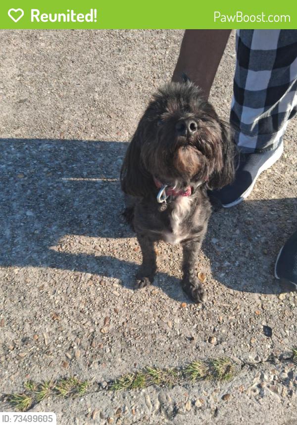 Reunited Female Dog last seen Albert Drive, Baton Rouge, LA 70806