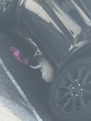 Reunited Unknown Dog last seen Near east 28th Street, Paterson, NJ 07514