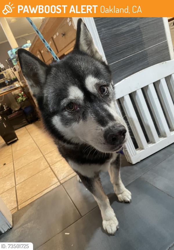Found/Stray Female Dog last seen 35th and paxton, Oakland, CA 94601
