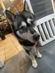 Found/Stray Female Dog last seen 35th and paxton, Oakland, CA 94601