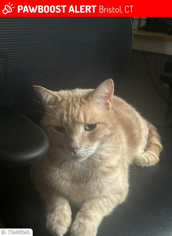 Lost Male Cat last seen Old Turnpike Road and Fairway View Dr, Bristol CT, Bristol, CT 06010