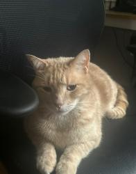 Lost Male Cat last seen Old Turnpike Road and Fairway View Dr, Bristol CT, Bristol, CT 06010