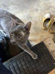 Reunited Unknown Cat last seen Cedar and Shelmire Elkins PA, McKinley, PA 19027