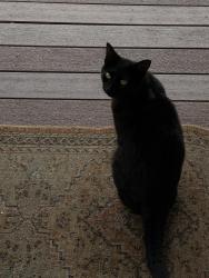 Reunited Female Cat last seen Near x st, Sacramento, CA 95818