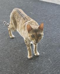Found/Stray Unknown Cat last seen Kirwin Heights, Collier Township, PA 15017