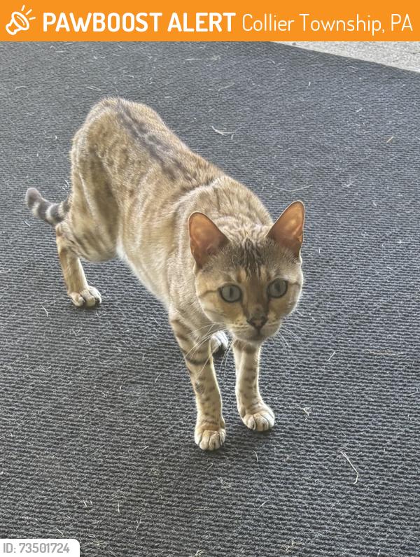 Found/Stray Unknown Cat last seen Kirwin Heights, Collier Township, PA 15017