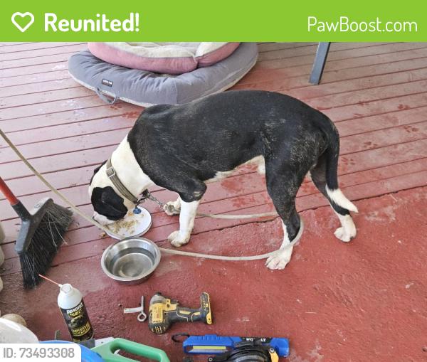 Reunited Male Dog last seen Joe louis blvd, Rock Hill, SC 29730