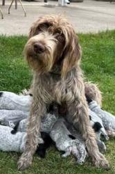Reunited Female Dog last seen El Toro Rd & Lindell, Lake Elsinore, CA 92532