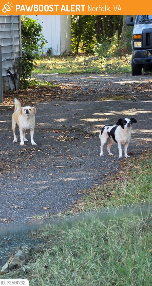 Found/Stray Unknown Dog last seen Near Hamshire Ave, Norfolk, VA 23513