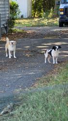 Found/Stray Unknown Dog last seen Near Hamshire Ave, Norfolk, VA 23513