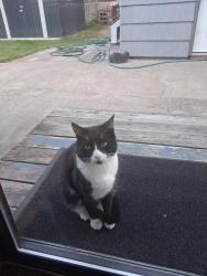 Found/Stray Unknown Cat last seen 17th, Spokane Valley, WA 99206
