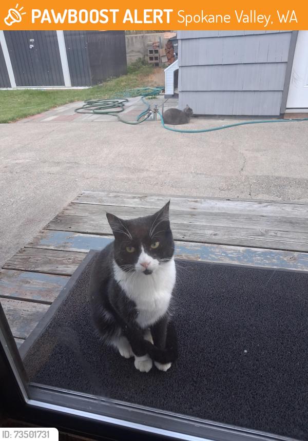 Found/Stray Unknown Cat last seen 17th, Spokane Valley, WA 99206