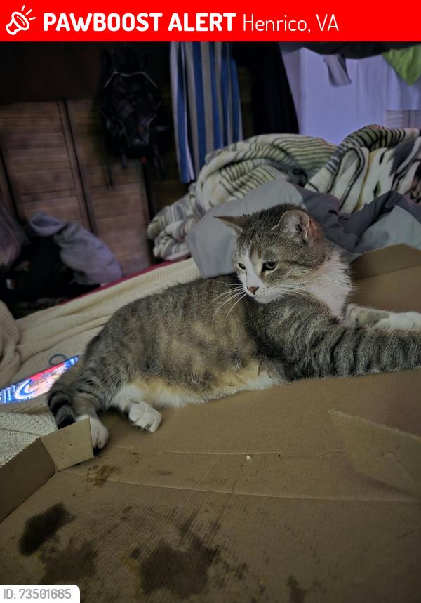 Lost Male Cat last seen De todos colores, pero es más pecho blanco, Henrico, VA 23228